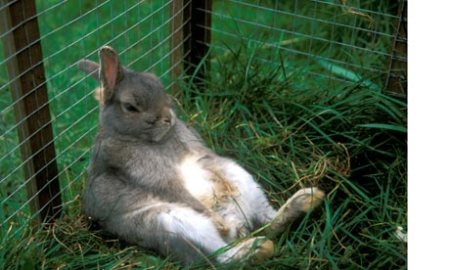 Rabbit-in-hutch-007